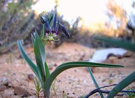 Image result for Ornithoglossum viride