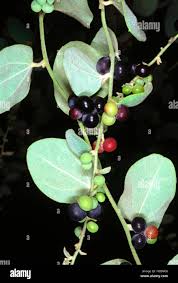 Image result for Menispermaceae