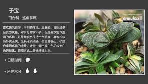 100种常见多肉植物图鉴 多肉植物常见问题解答 二木花花男 新浪博客 plant leaves planting succulents cinder block garden