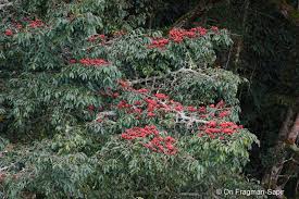 Image result for Symphonia globulifera