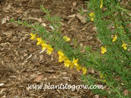 Image result for Vigna pygmaea