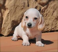 Find dachshund puppies for sale with pictures from reputable dachshund breeders. Full Circle Dachshunds