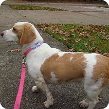 Basset hounds are extremely kind and easygoing. Mentor Oh Basset Hound Meet Pumpkin Pie A Pet For Adoption