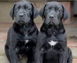 64 puppies listings in western cape on value forest. Free Classifieds On Gumtree South Africa Black Great Dane Puppy Great Dane Dogs Great Dane Puppy