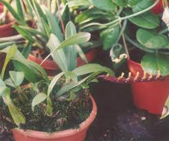 Image result for Bulbophyllum falcatum