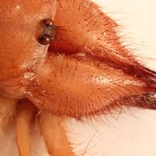 Camel spider bites caused by camel spiders are extremely painful. Camel Spiders Whip Scorpions And Vinegaroons Strange Arachnids Owlcation