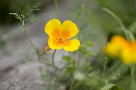 Image result for Eschscholzia