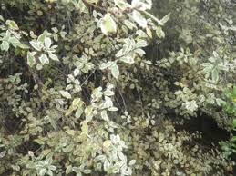 Image result for Pittosporaceae