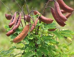 Image result for Caesalpinia decapetala