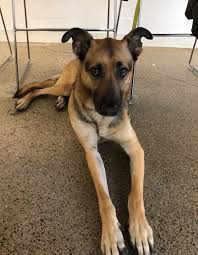 We believe in connecting the right dog to the right family. Complete Guide On German Shepherd Greyhound Mix Little Paws Training