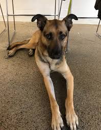 We did not find results for: Complete Guide On German Shepherd Greyhound Mix Little Paws Training