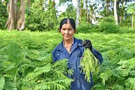 See more of petai belalang on facebook. Pucuk Petai Siam Cha Om Mampu Turunkan Kadar Kolestrol Dalam Badan Impiana