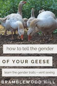 Looking a little ruffled at the minute as he's moulting but a fine handsome gander that would make any lovely lady a gorgeous partner! How To Tell The Gender Of Your Goose Or Gander Bramblewood Hill
