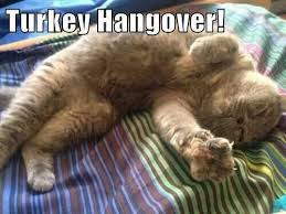Turkey Hangover Funny Cat Memes Cats Cat Day
