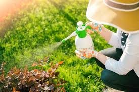 Agro eco system analysis ( aesa ). Vegetable Garden Pest Control