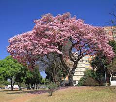 Tabebuia Rosea Blooming Trees Garden Plants Plants