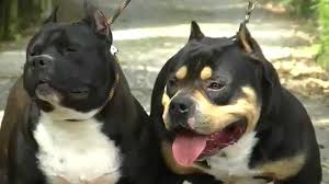 Canil De Mastim Napolitano Em Sp Pin Em Bichos De Estimacao