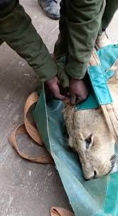 Maybe you would like to learn more about one of these? Kenya Liontari Apedrase Apo E8niko Parko Kai Espeire Ton Paniko Cnn Gr