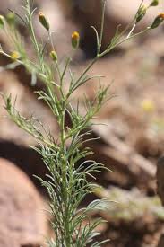 Image result for Schkuhria pinnata
