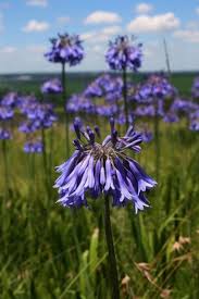 Image result for Agapanthus inapertus