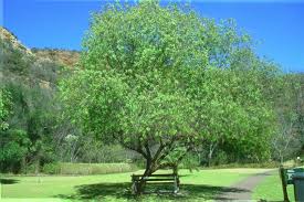 Image result for Searsia nebulosa