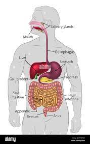 The Human Digestive System Digestive Tract Or Alimentary Canal With Labels Labelled With Uk Spellings And Labels Like Those In Stock Photo Alamy
