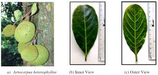 Image result for Artocarpus heterophyllus