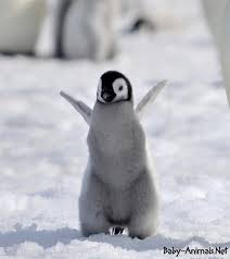Baby Penguin Baby Animals Yavru Penguenler Hayvan Bebekler Sevimli Hayvan Yavrulari