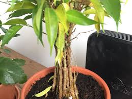 9150 hendricks rd mentor, oh usa. Ikea Plants Hell