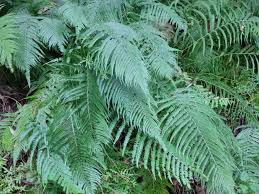 Image result for Microlepia