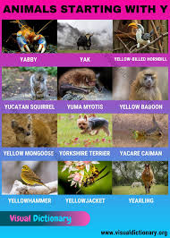 The following list includes bo. Animals That Start With Y 12 Fascinating Names Of Animals Beginning With Y Visual Dictionary