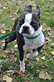 Compactly built boston terriers enjoy superb popularity in the usa because of some valid reasons. Michigan City In Boston Terrier Meet Scooter A Pet For Adoption