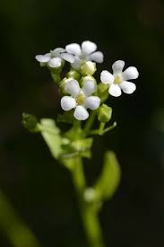 Image result for Samolus