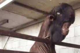 Nama cewek yang paling jelek di dunia. Bikin Nggak Tega Nyembelih Ini 5 Kambing Terjelek Di Dunia Hitekno Com