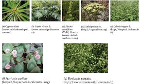 Image result for Diplolophium