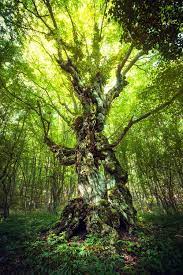 Magic Tree By Denis Belitsky Magical Tree Ancient Tree Nature