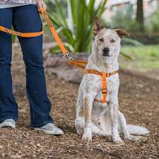 No Dogs Harness Lead Reactive Dog Dog Harness Dog Friends