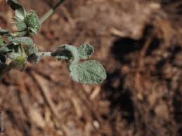 Image result for Glinus lotoides