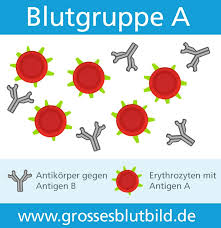 Welche Blutgruppe Ist Selten Die Seltensten Blutgruppen