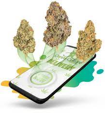 Check spelling or type a new query. Weed Delivery In San Jose Canna Culture