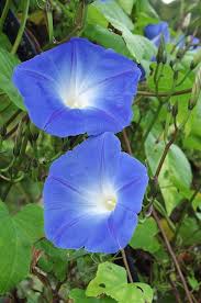 Image result for Ipomoea tricolor