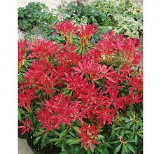 Image result for Pieris japonský obrázek