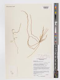 Image result for Solenangis clavata