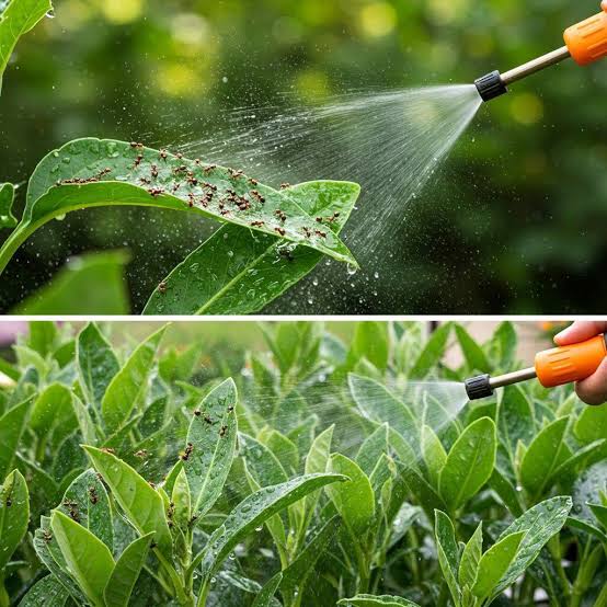 Tea Saponin manufacturer