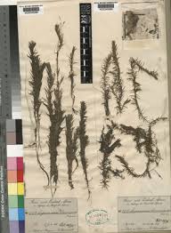 Image result for Potamogeton octandrus