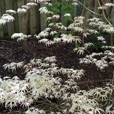Paul Jung On Twitter Acer Palmatum Ukigumo Or Floating Clouds Japanese Maple In My Backyard Acerpalmatumukigumo Japanesemaple Ukigumojapanesemaple Acerpalmatum Torontogardening Torontogardens Gardendesign Gardeningtoronto Torontogarden