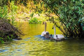 T his study was conducted to evaluate soil salinity distribution and biomass yield as affected by shallow groundwater (gw) in north delta by employing gis and remote sensing. Excursii Delta Dunarii