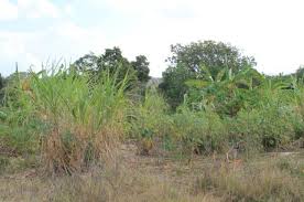 Image result for Bauhinia burrowsii