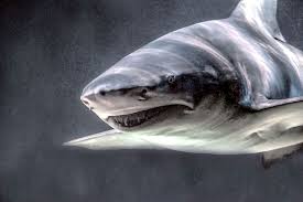 10 Deadliest Sharks Planet Deadly List