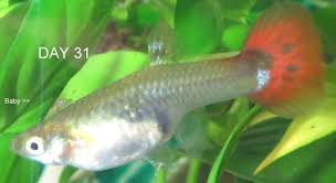 Pin On Guppy Fish